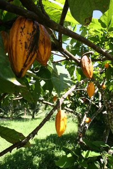 ilheus, bahia / brazil - november 21, 2011: cocoa plantation on a chocolate production farm in the city of Ilheus, in southern Bahia.
