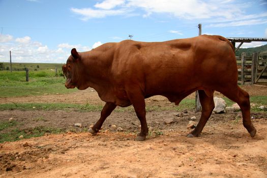 eunapolis, bahia / brazil - march 28, 2008: animal is seen on a cattle ranch in the municipality of Eunapolis, in southern Bahia.