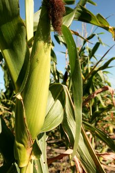 eunapolis, bahia / brazil - november 30, 2009: corn plantation is seen in the rural area of the city of Eunapolis.