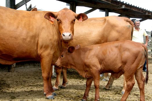 eunapolis, bahia / brazil - march 28, 2008: animal is seen on a cattle ranch in the municipality of Eunapolis, in southern Bahia.