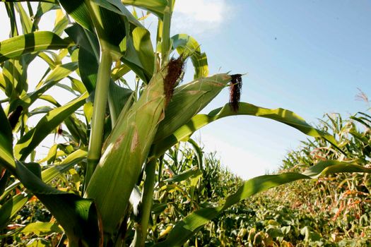 conde, bahia / brazil - november 30, 2009: corn plantation in the city of Conde.