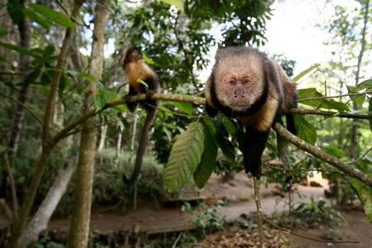 victoria da conquista, bahia / brazil - October 28, 2011: Capuchin monkey is seen in the Poço Escuro Forest Reserve, a forest reserve under the administration of the city of Vitoria da Conquista.