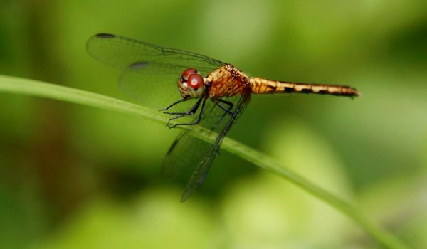 conde, bahia / brazil - july 26, 2014: Dragonfly is view garden inn in the city of Conde.