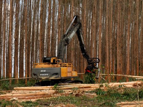 eunapolis, bahia / brazil - november 26, 2010: Harvester is seen cutting eucalyptus trees for pulp production in a factory in the city of Eunapolis.