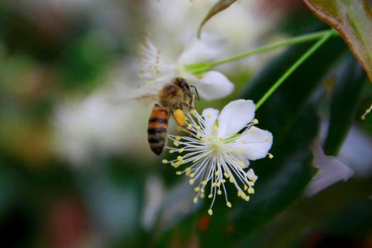 salvador, bahia / barazil - february 8, 2020: bee is seen collecting pollen in flower garden in the city of Salvador.