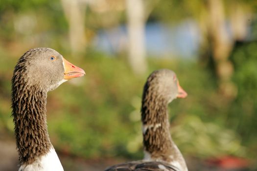 eunapolis, bahia / brazil - january 30, 2011: Geese are seen in the lake of Parque Gravata in the city of Eunapolis.geese on lake in eunapolis.