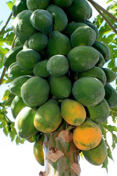 eunapolis, bahia / brazil - agosto 30, 2008: papaya plantation in the city of Eunapolis, in southern Bahia.