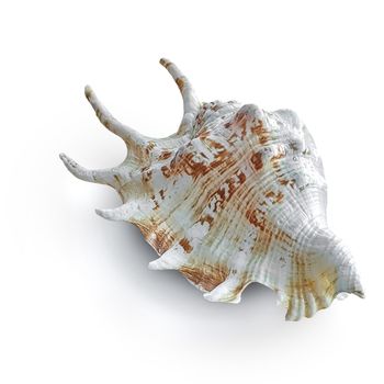 Beautiful white sea shell with brown pattern. Close-up. Isolated on a white background.