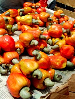 salvador, bahia / brazil - november 22, 2013: Cashew nuts are seen in cashew trees in plantation in the city of Salvador.