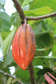 ilheus, bahia / brazil -  november 11, 2010: cocoa plantation in the city of Ilheus.

