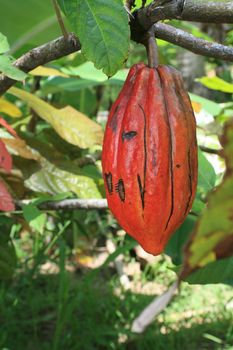 ilheus, bahia / brazil -  november 11, 2010: cocoa plantation in the city of Ilheus.

