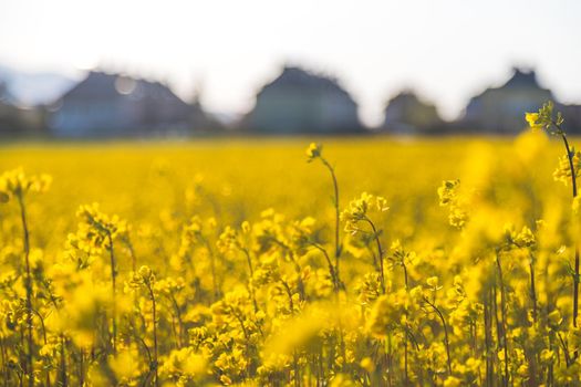 Canola field scenery at sundown, blooming ears