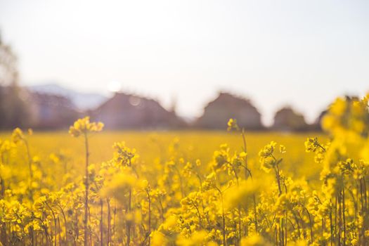 Canola field scenery at sundown, blooming ears