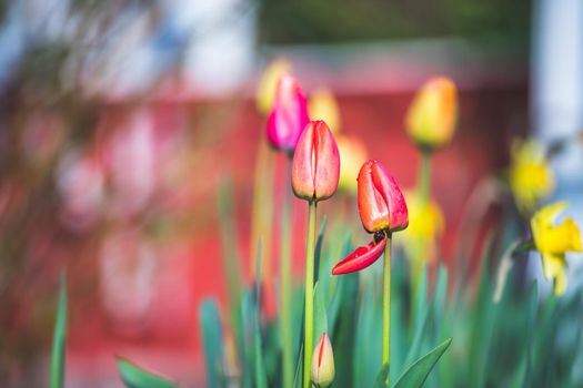 Beautiful spring time flower scenery with colorful blossoms and tulips