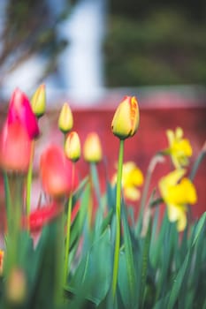 Beautiful spring time flower scenery with colorful blossoms and tulips