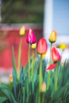 Beautiful spring time flower scenery with colorful blossoms and tulips