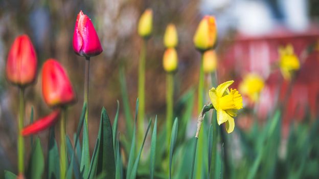 Beautiful spring time flower scenery with colorful blossoms and tulips