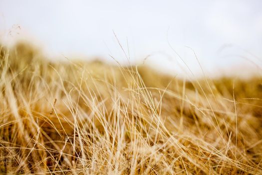 close up dry grass in a meadow on a windy day