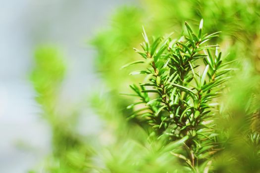 Spruce tree branches as abstract nature background and natural environment concept