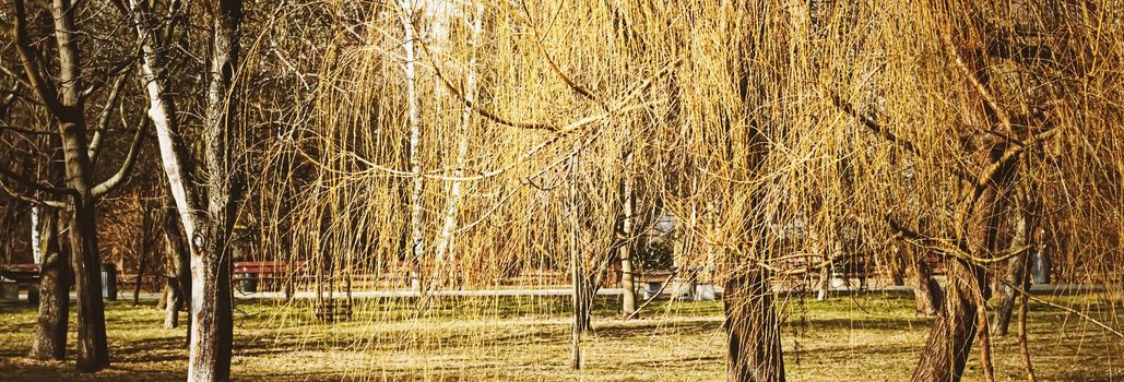 Early spring or autumn nature in park, fall leaves and trees outdoors, beautiful season.