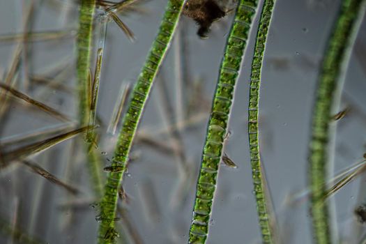 Green algae in the river Water