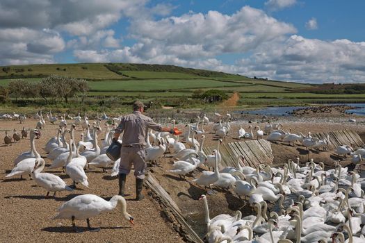 DORSET, ABBOTSBURY, UK - AUGUST 15, 2017: Feeding time at the Abbotsbury Swannery in Dorset UK.