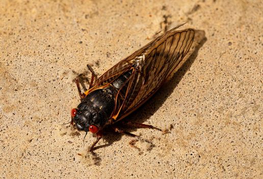 A fully emerged Brood X cicada on concrete.