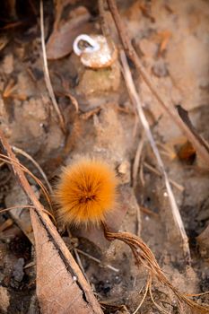 Sycamore tree seedball rests on the sandy bank of the Yadkin River in North Carolina in March.