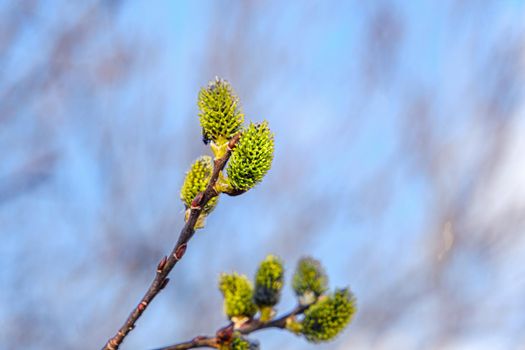 Yellow willow flowers on the branch in spring forest
