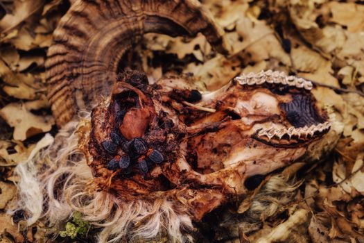 a carrion beetle feed on the bodies of dead and decaying animal