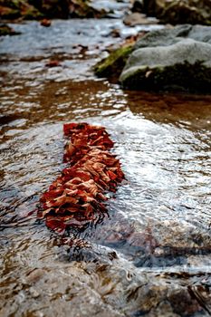 a collection of dry leaves from a wild tree fell into a river