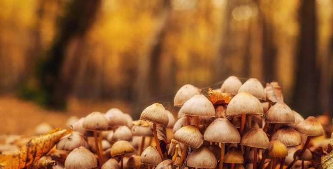 a group of mushrooms in the forest