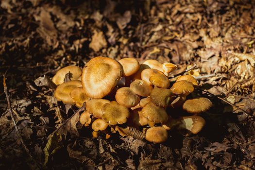 a group of mushrooms in the woods