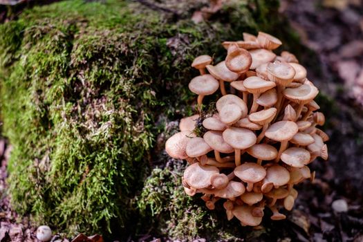 a group of mushrooms in the woods