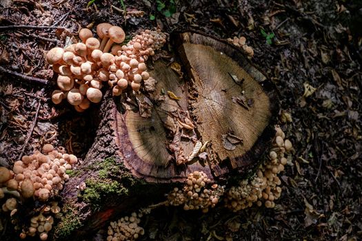 a group of mushrooms in the woods