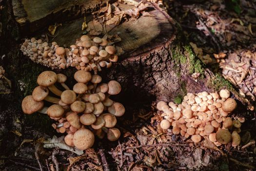 a group of mushrooms in the woods