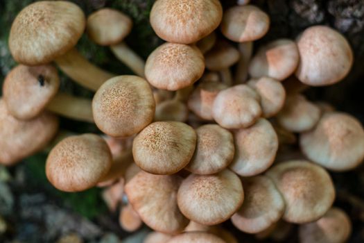 a group of mushrooms in the woods