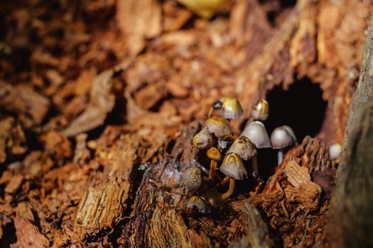 a group of mushrooms in the woods