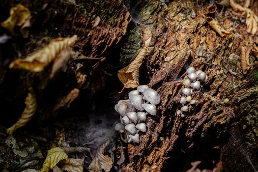a group of mushrooms in the woods