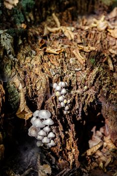 a group of mushrooms in the woods