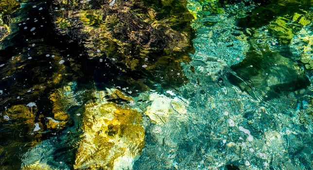 algae and moss on rocks in the gulf