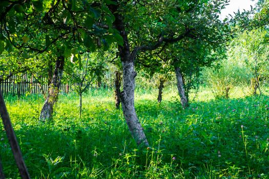 apple orchard in the backyard