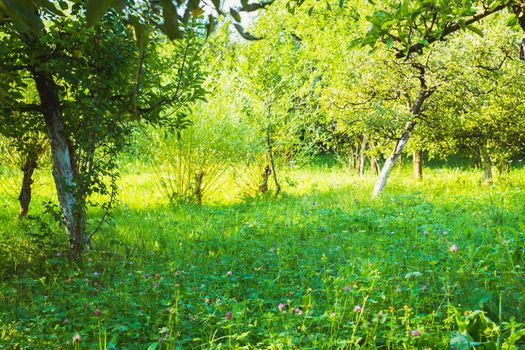 apple orchard in the backyard