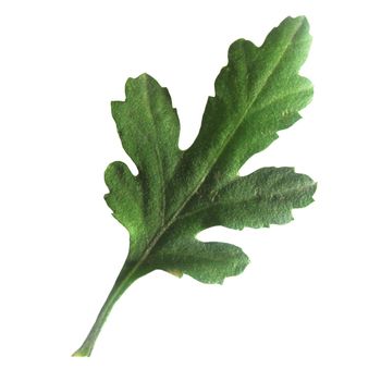 Green chrysanthemum leaf isolated on a white background.