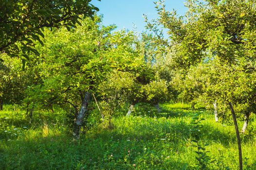 apple orchard in the backyard