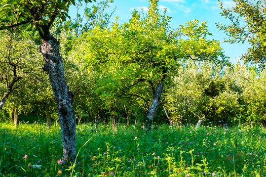 apple orchard in the backyard