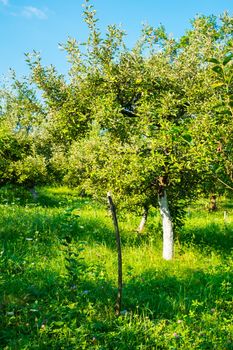 apple orchard in the backyard