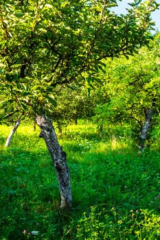 apple orchard in the backyard