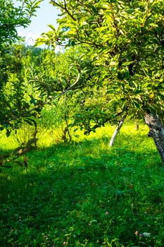 apple orchard in the backyard