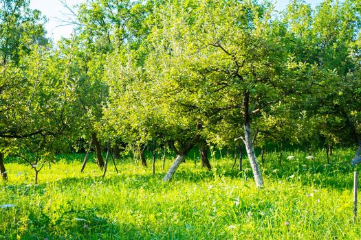 apple orchard in the backyard